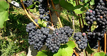 Reben und Weintrauben